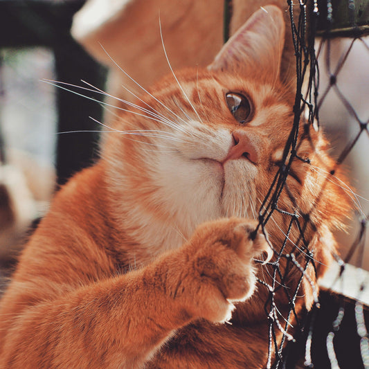10 Signs Your Cat is Happy and Thriving