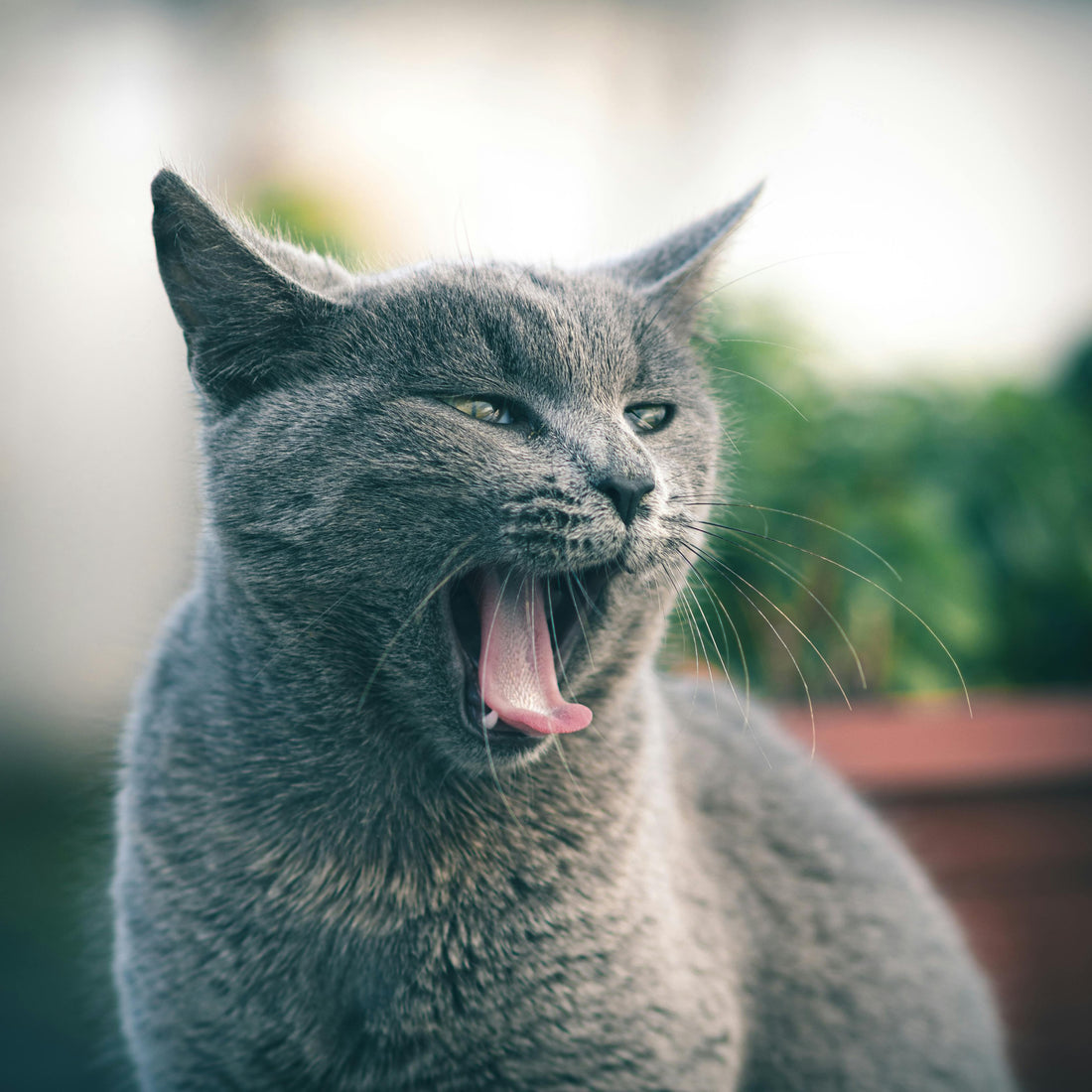 The Ultimate Guide to Cat Enrichment: Keeping Your Indoor Cat Happy