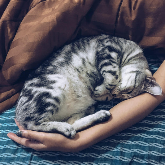 Why Senior Cats Make the Best Companions